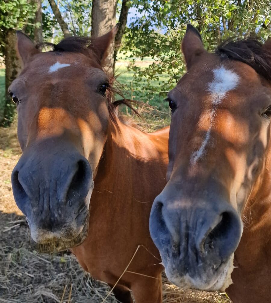 chevaux
